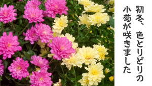 正楽寺様_アイキャッチ画像 (1)