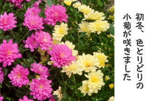 正楽寺様_アイキャッチ画像 (1)