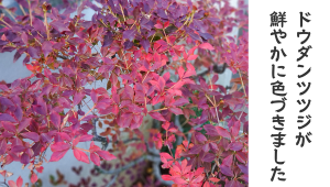 ドウダンツヅジ