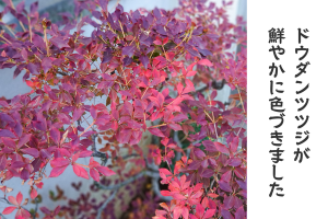 ドウダンツヅジ