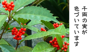 1225_アイキャッチ