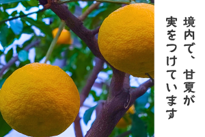 1225_アイキャッチ